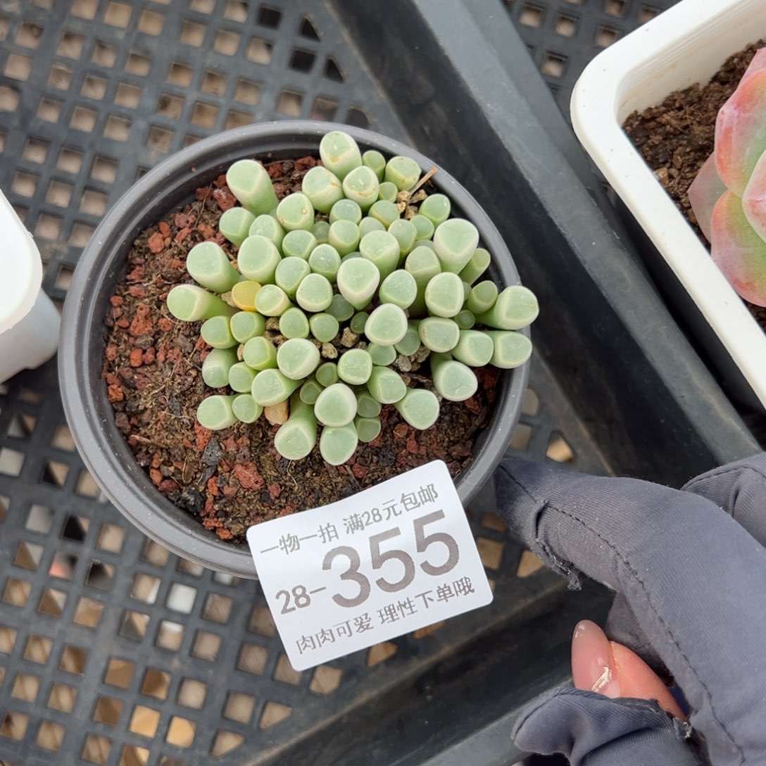 【闪购商品】五十铃玉多肉