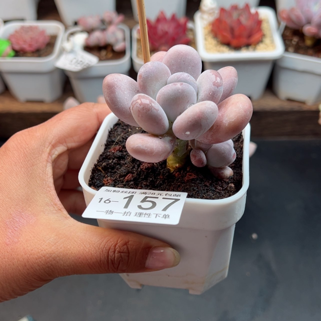 【闪购商品】叶*?橙雪球