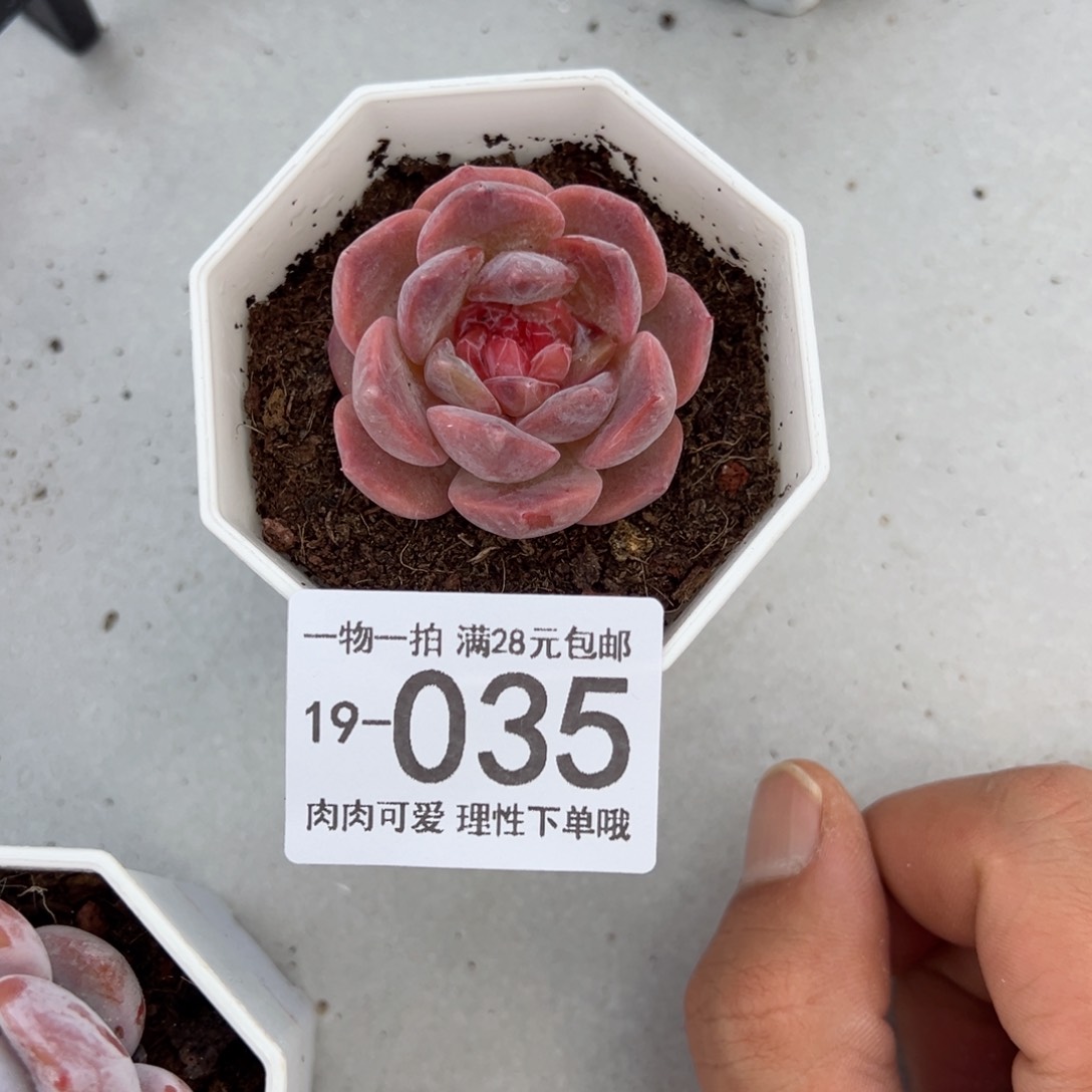 【闪购商品】草莓果酱多肉