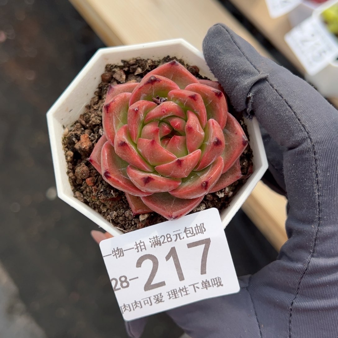【闪购商品】黄昏多肉