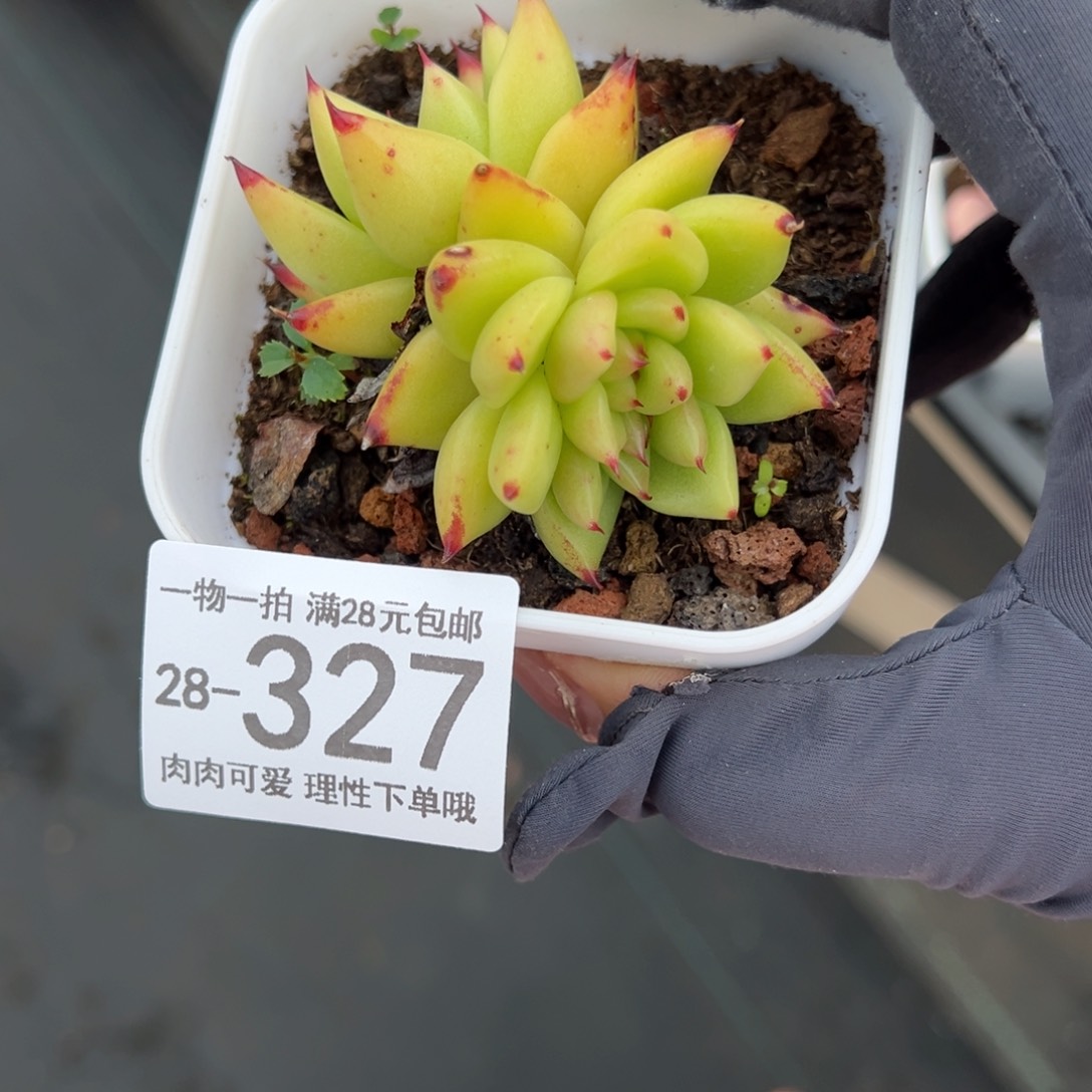 【闪购商品】虎鲸缀化