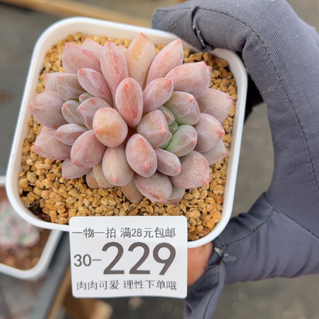 【闪购商品】半夏多肉
