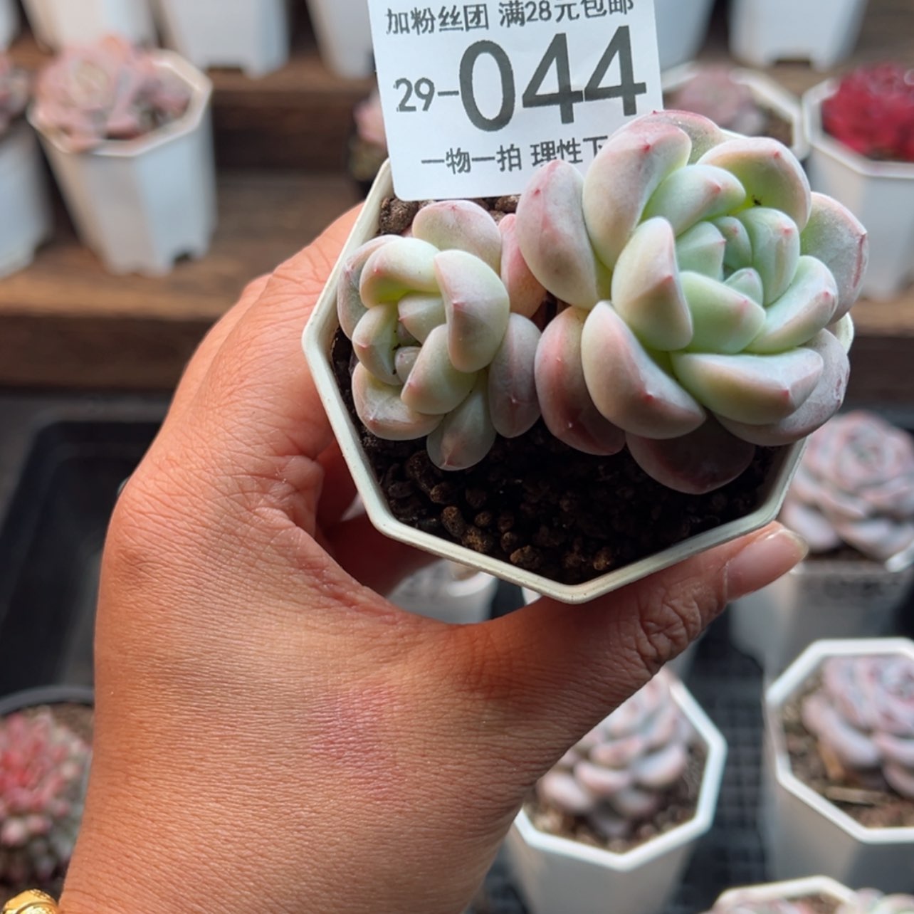 【闪购商品】魏*紫幻影，