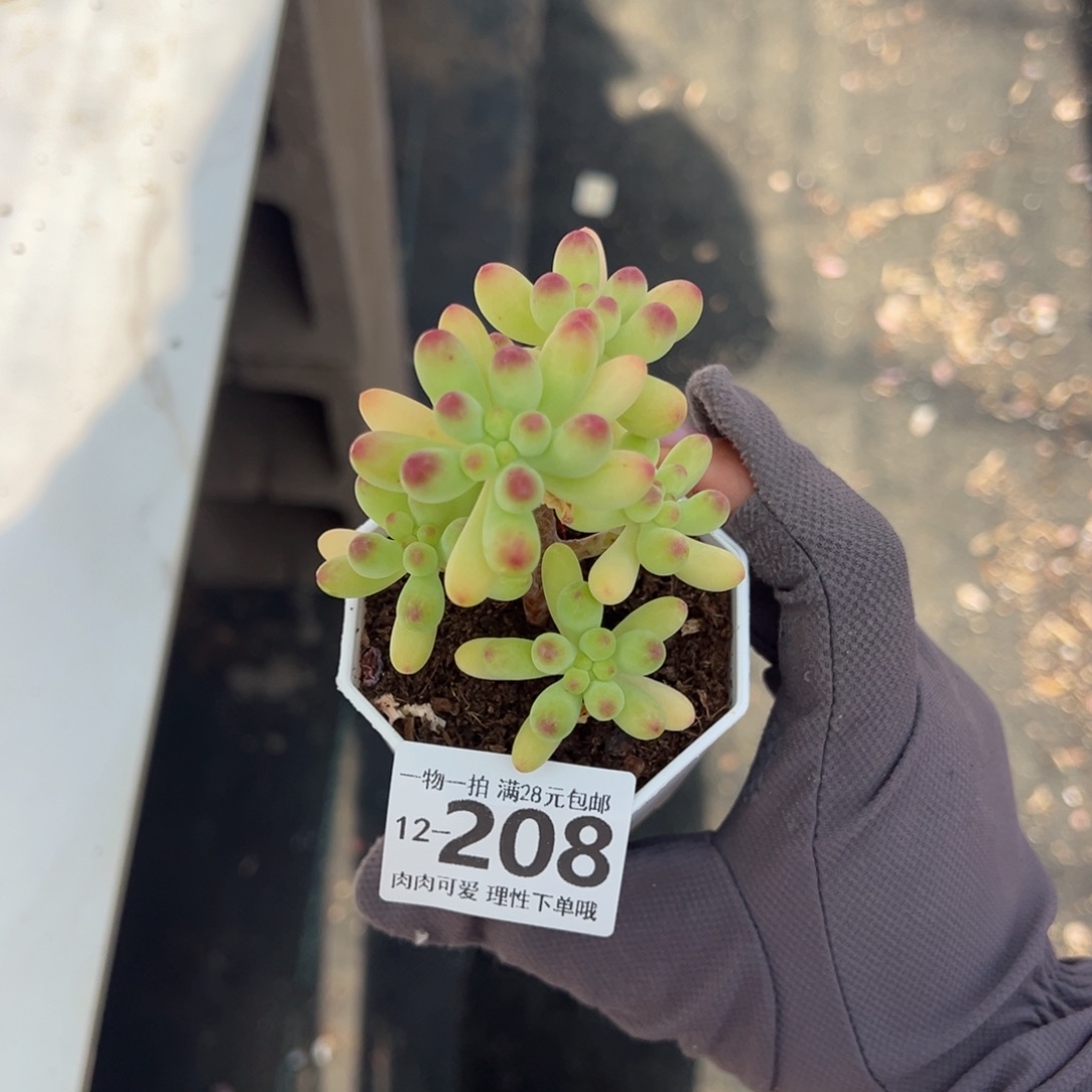 果冻乙女心多肉多肉多肉多肉