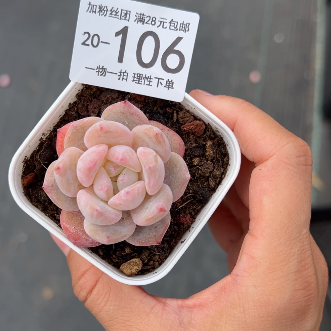 【闪购商品】茶*?橙梦露