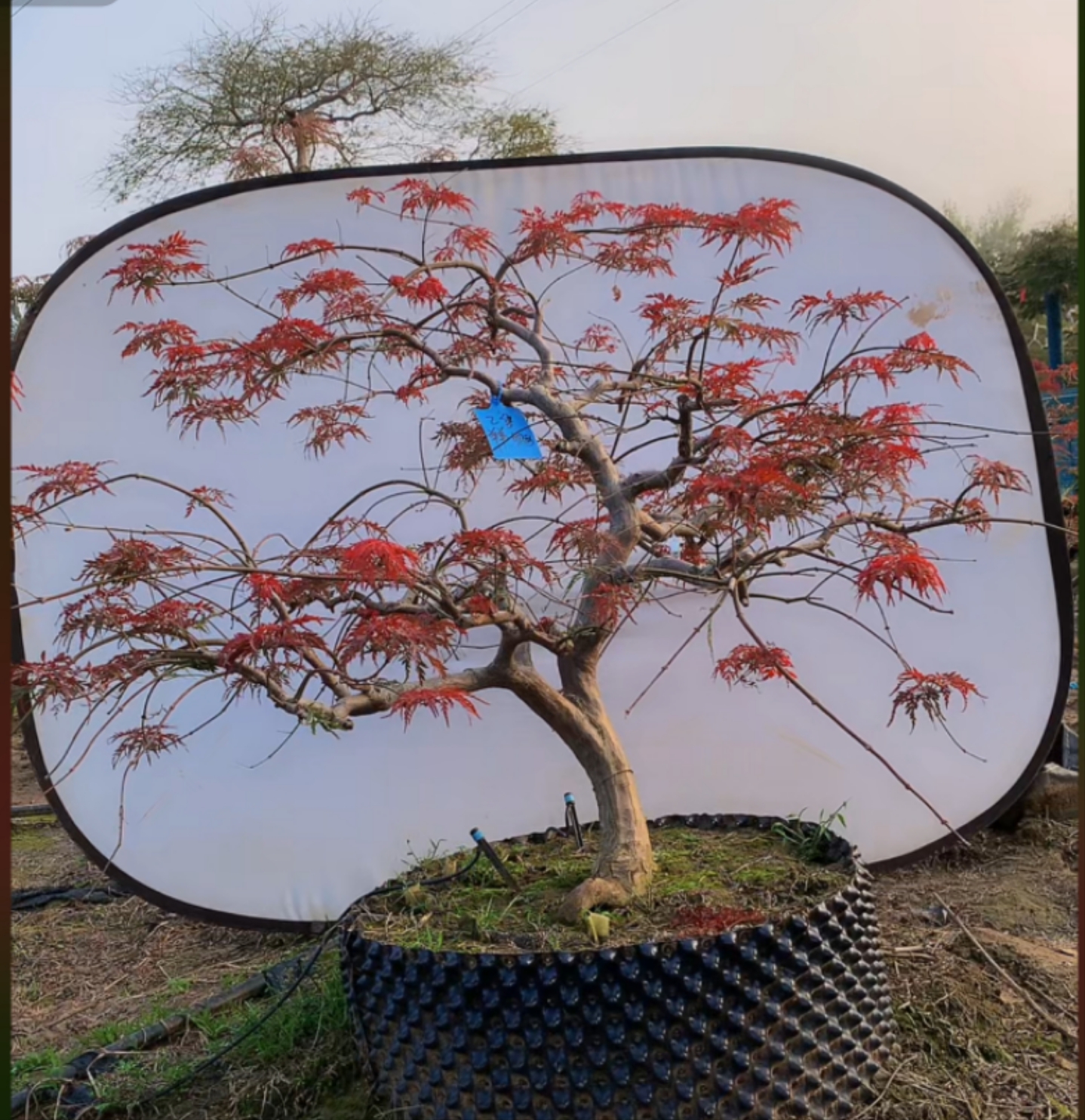 精品稻叶，老桩型，春秋2季红