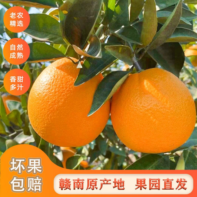 江西赣州特产赣南脐橙现摘现发新鲜多汁果园直发皮薄脆嫩纽荷尔橙