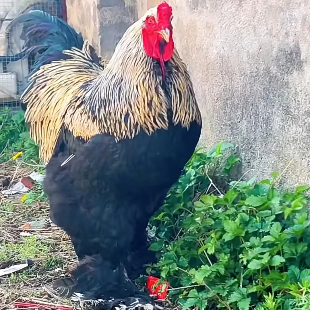 婆罗门鸡巨型鸡梵天鸡漂亮肉质鲜美