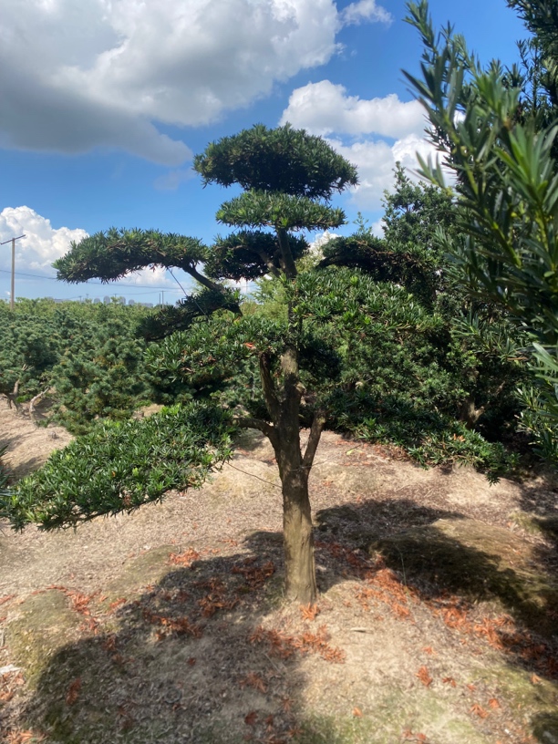 庭院罗汉松清园处理（发货后概不退换货）