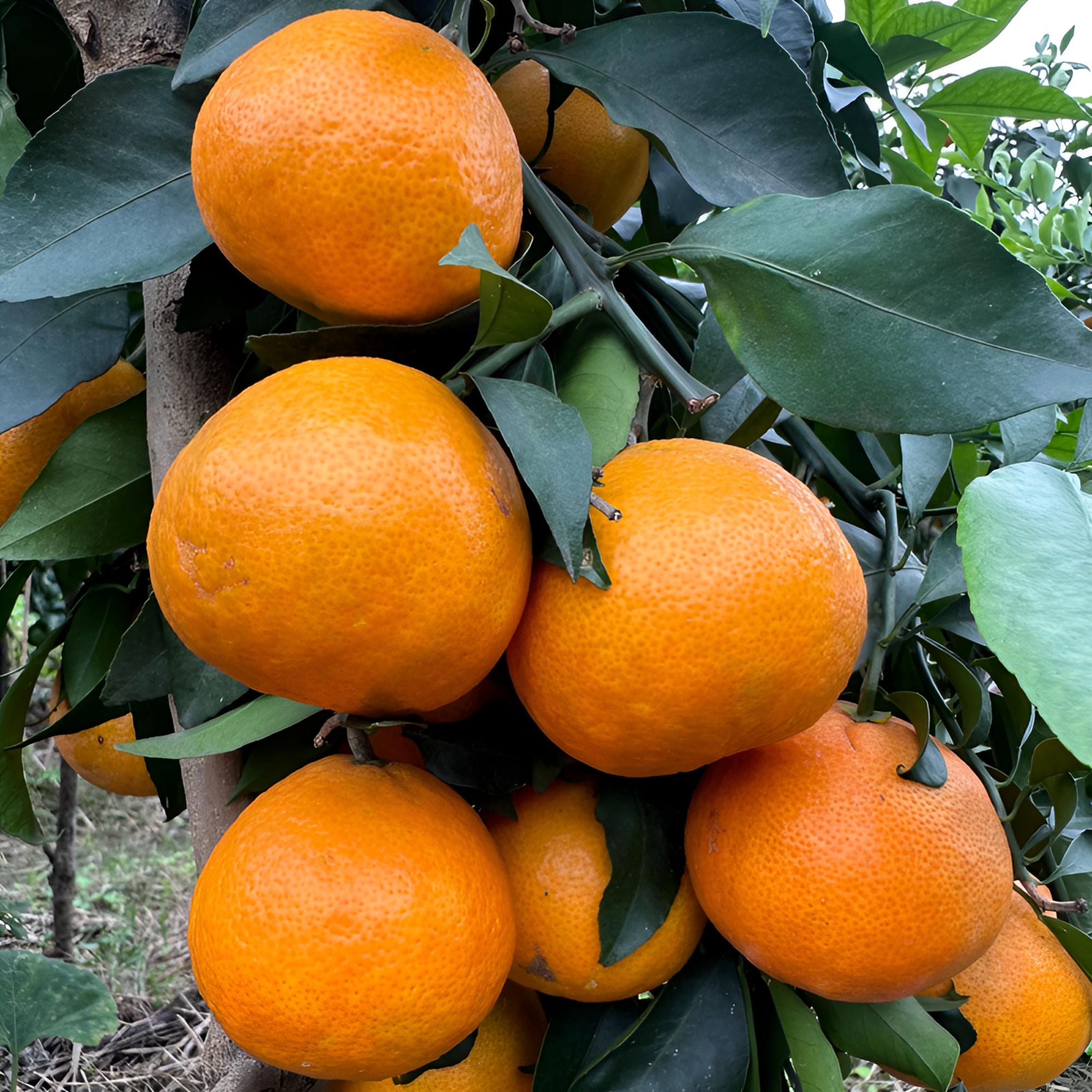 岳父家爱媛果冻橙9斤装 产点现摘新鲜当季水果皮薄多汁