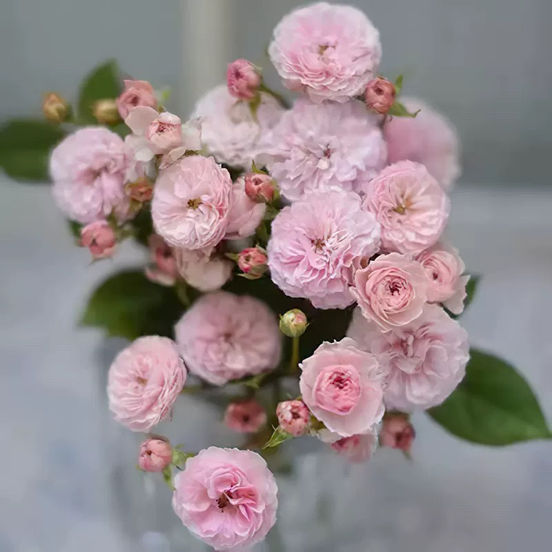 针绣花边月季 灌木小花多头群开 勤花抗病 多季重复开花