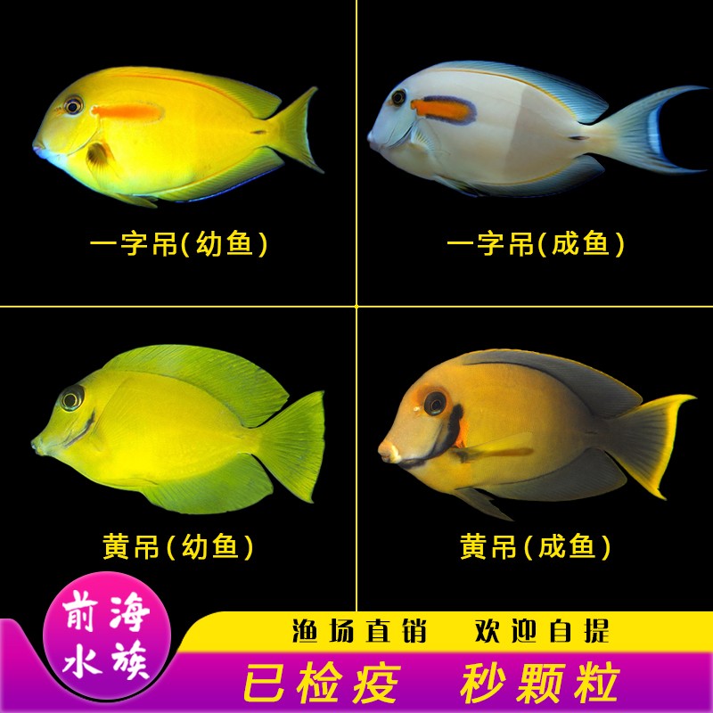 黄吊一字吊成幼鱼食苔倒吊类除藻吃藻观赏海水鱼活体海水缸秒颗粒