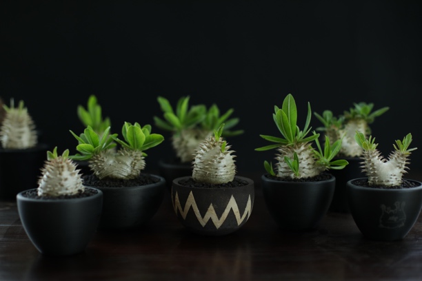 惠比大黑植物｜惠比须笑夹竹桃科