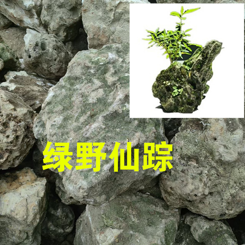 附石莒蒲 绿植水杨梅寿庭木