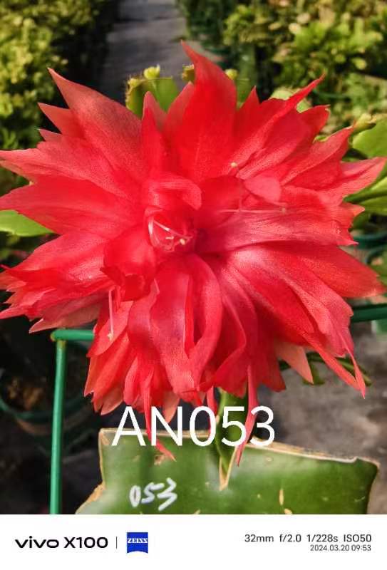 叶仙嫁接进口重瓣多色蟹爪兰包品种不包花色环境温差影响花色