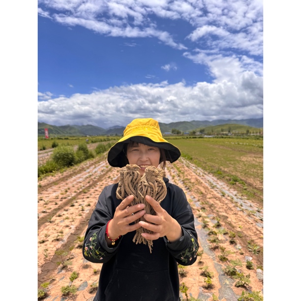 甘肃岷县当归原条道地产区泡酒炖肉煲汤