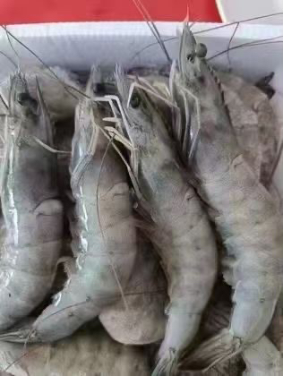 深海盐冻大虾（20/30）