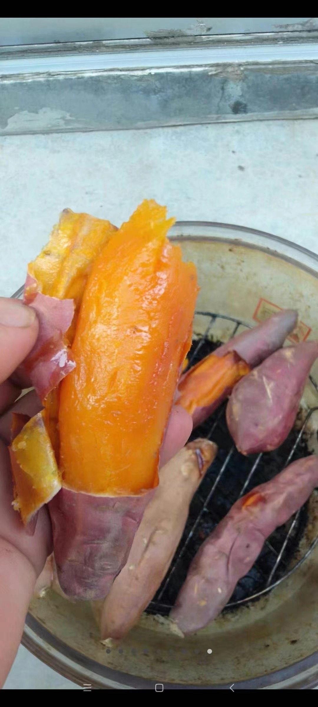 【送货到家】正宗的唐山烟薯25