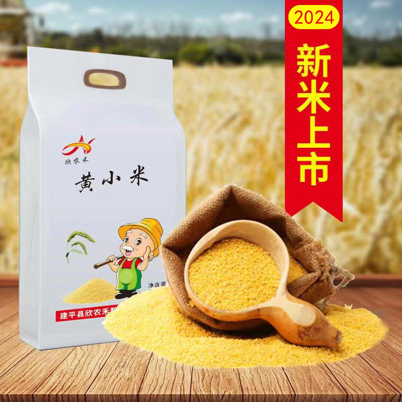 2025年朝阳金苗K1新小米3斤装熬粥小米