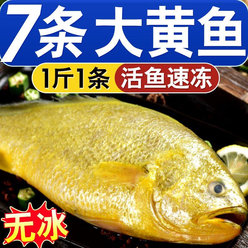 【批发】1斤1条黄花鱼特大深海黄花鱼批发一整箱海鲜冷冻黄鱼批发