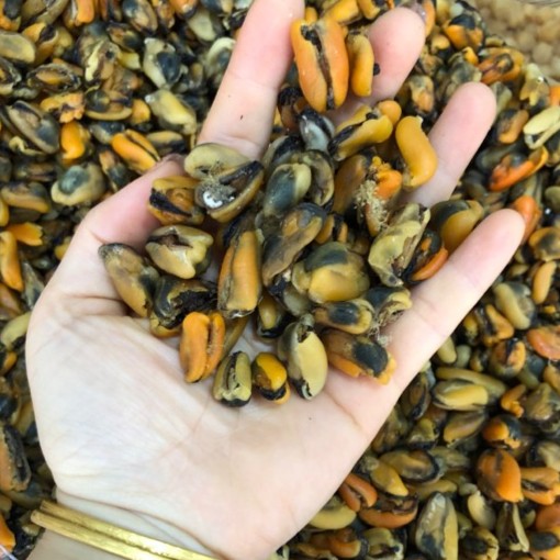 中号淡菜巜青口螺》煲汤煲粥味道鲜美