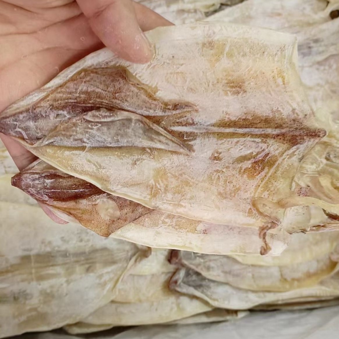 广西北部湾 2号鱿鱼一斤15条左右