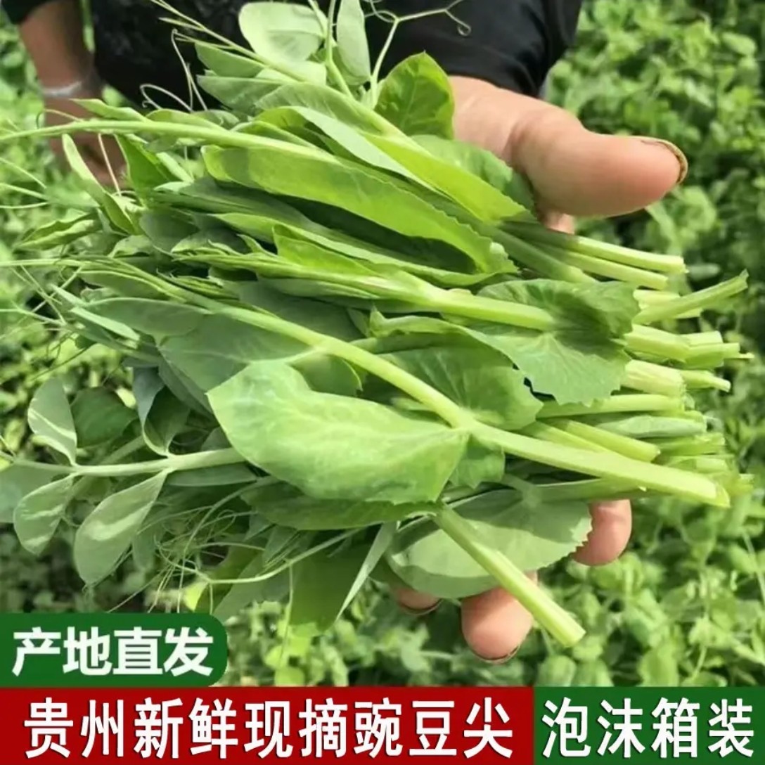 贵州新鲜现摘豌豆尖豌豆苗农家新鲜豌豆癫豌豆菜新鲜龙须菜