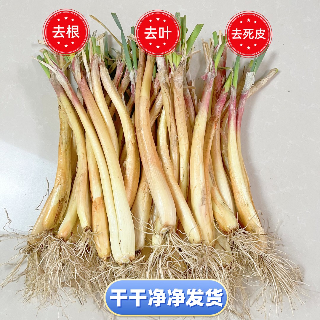 陕北山地红葱，旱地红葱，红皮葱，处理干净高品质包邮，陕西榆林