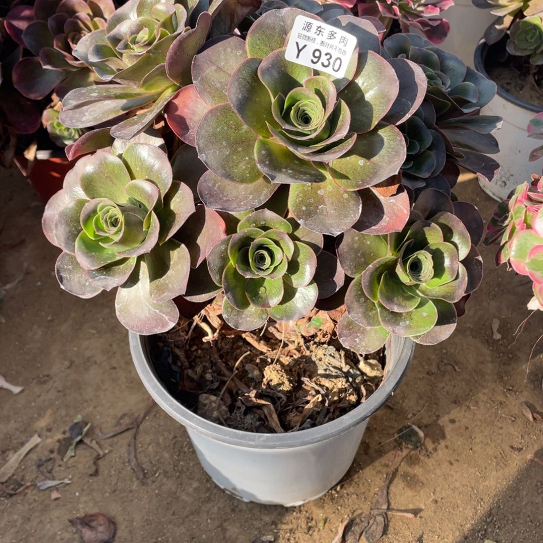 930魅金玫瑰多肉法师断枝不包