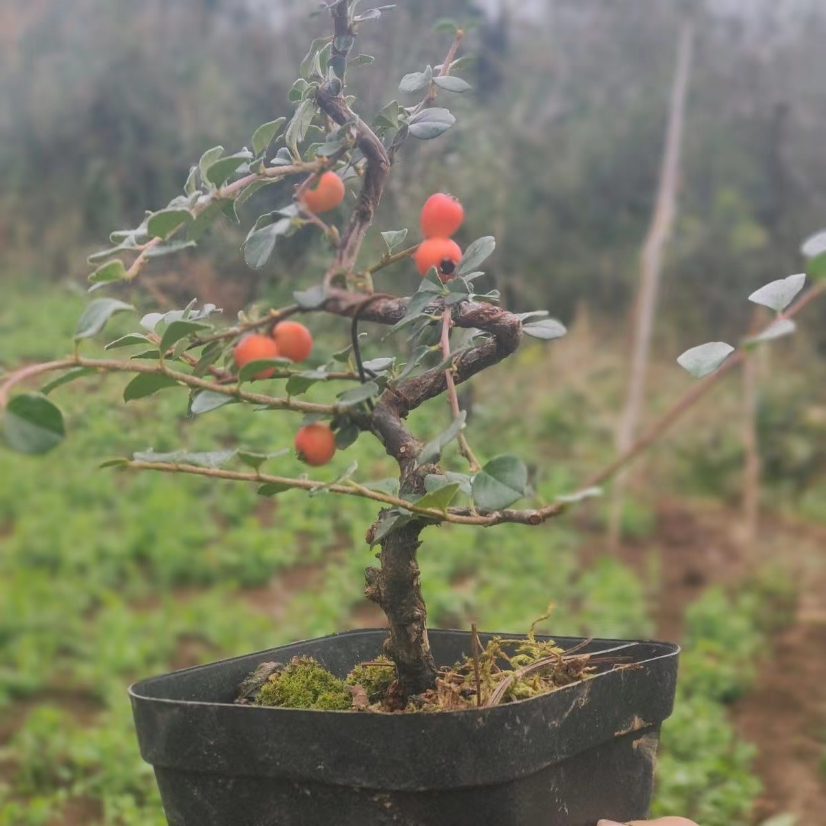 播种森林出售各种精品盆景素材，黄杨，荀子，铁马鞭下单咨询客服