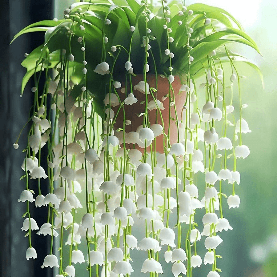 香水铃兰花带根带芽四季开花浓香大花型新手种植花卉绿植盆栽花苗
