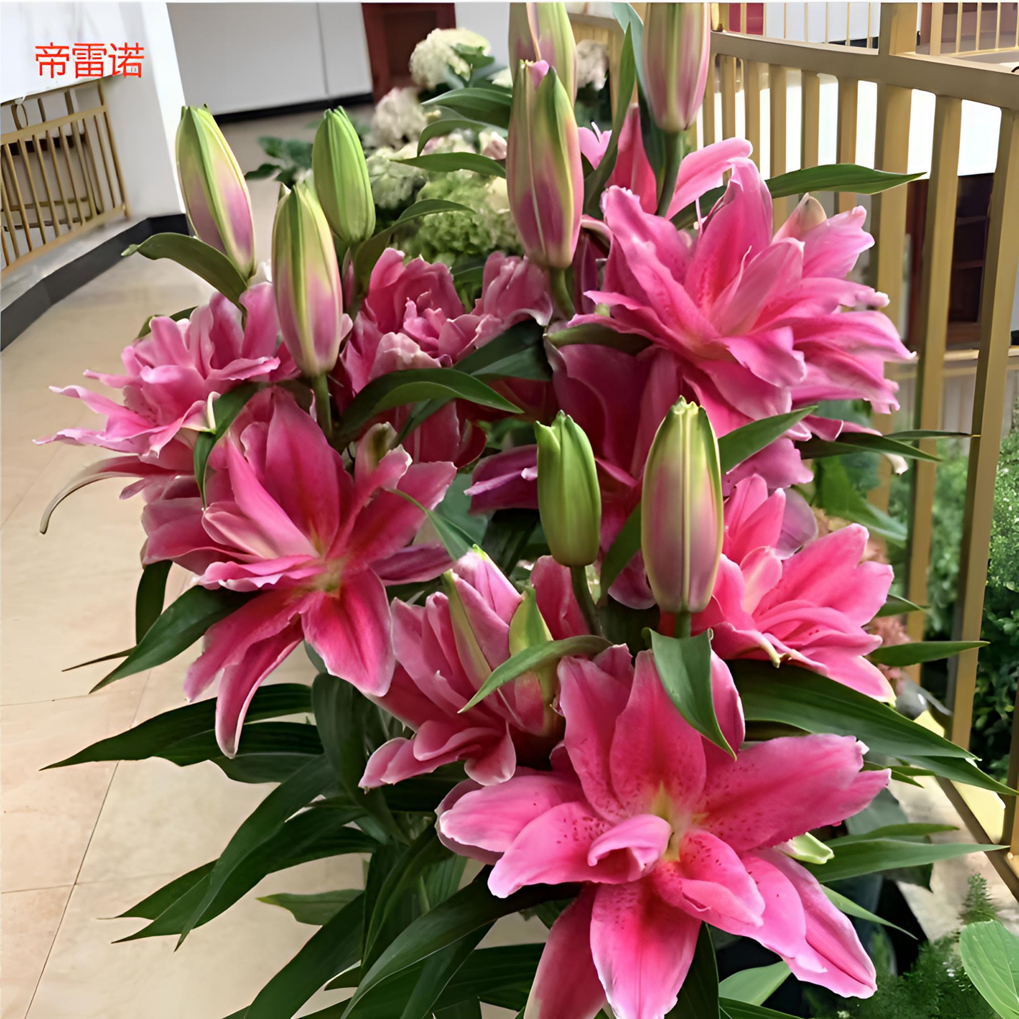 耐寒进口新品花卉盆栽绿植好种重瓣耐热浓香四季开花百合花带芽