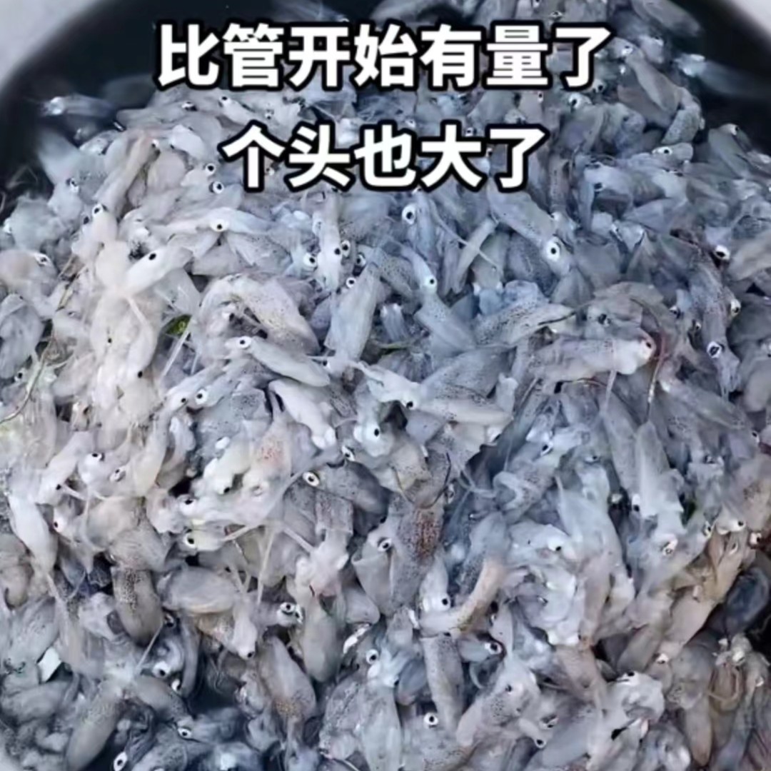 青岛笔管鱼顺丰包邮钓鱼特大专用钓鱼特大鱼饵料钓鳗鱼钓鲈鱼