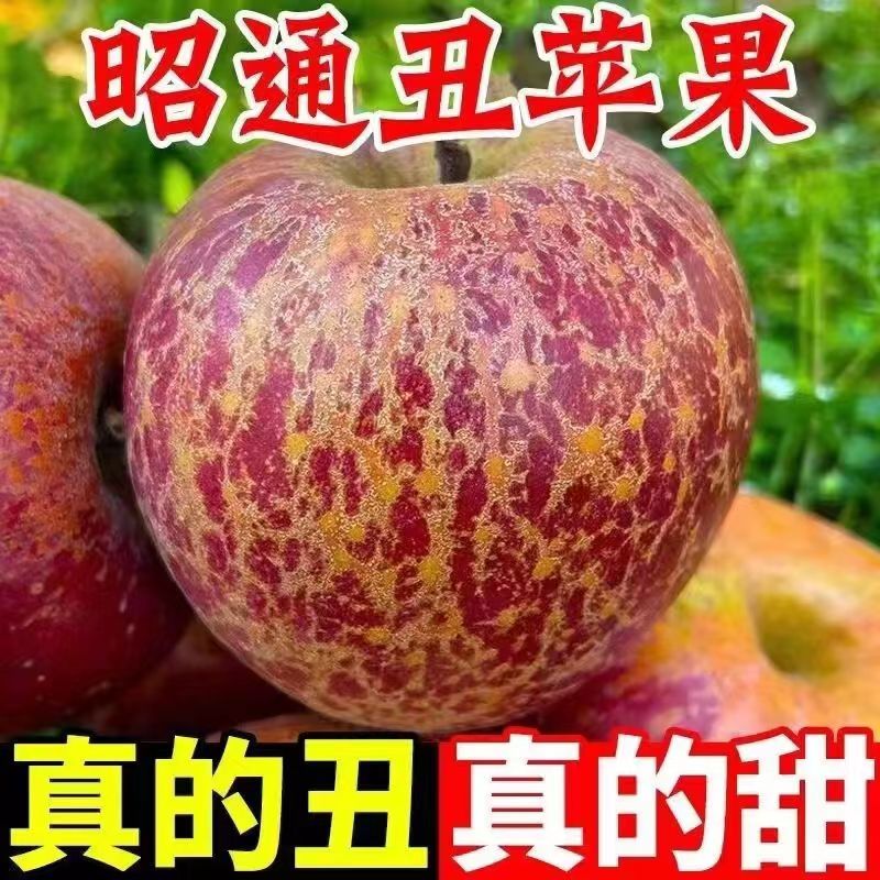 云南昭通糖心丑苹果新鲜脆甜高山多汁高原丑苹果现摘很甜自然肉厚