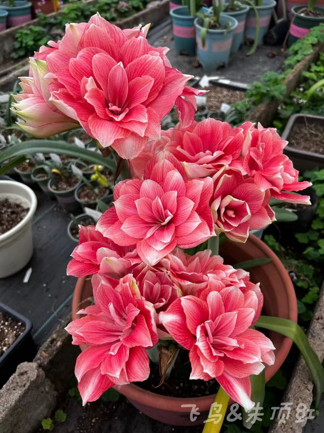 【双梦】朱顶红种球【包对版不包后期养护北方默认剪叶】