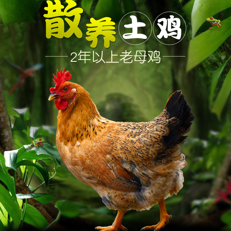 东北散养2年老母鸡（2只）顺丰冷链