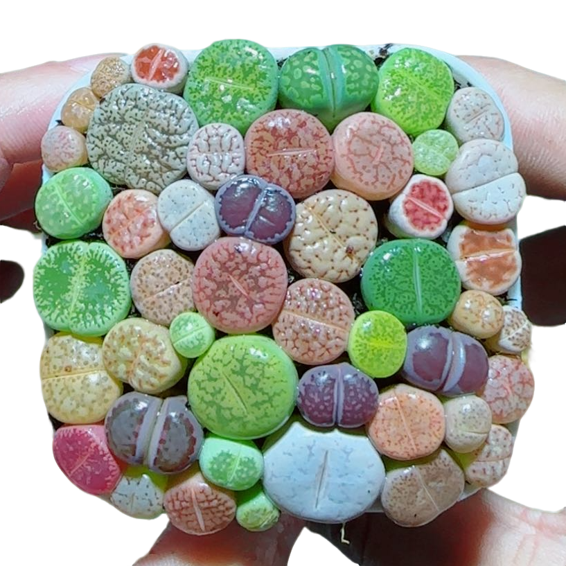 【彩色生石花】多肉植物新手好养原盆原土带盆带土拍下发货