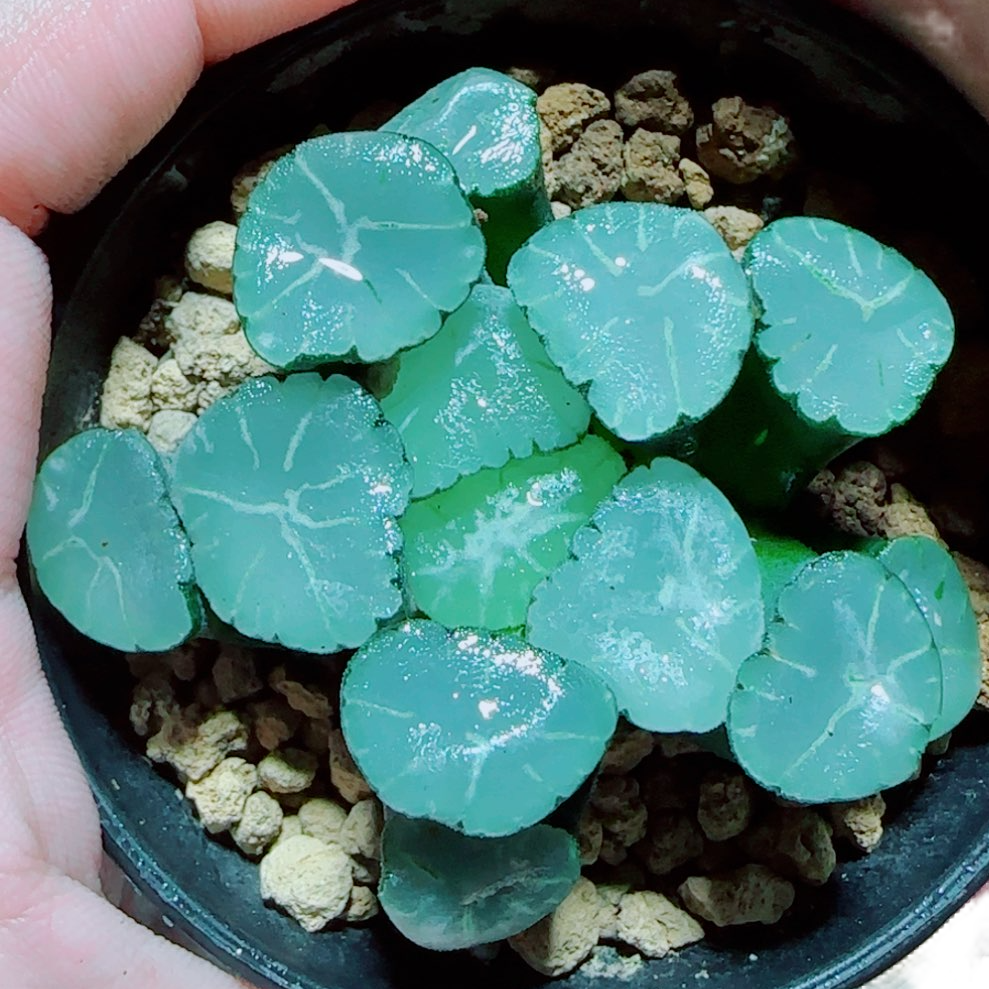 【天狼星万象】多肉植物新手好养原盆原土带盆带土拍下发货