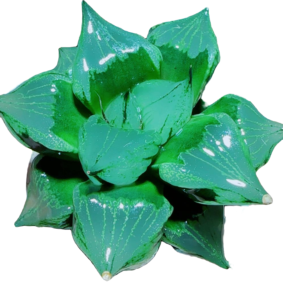 【绿胖子裹般若】好养拍下明天发货多肉植物
