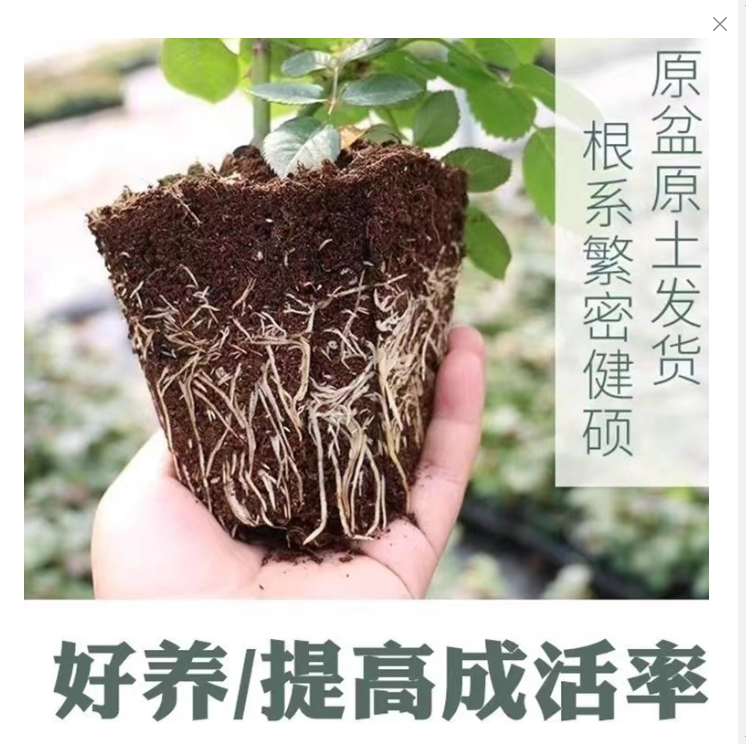 一加仑盆  花苗 (修剪发货) 品种不固定