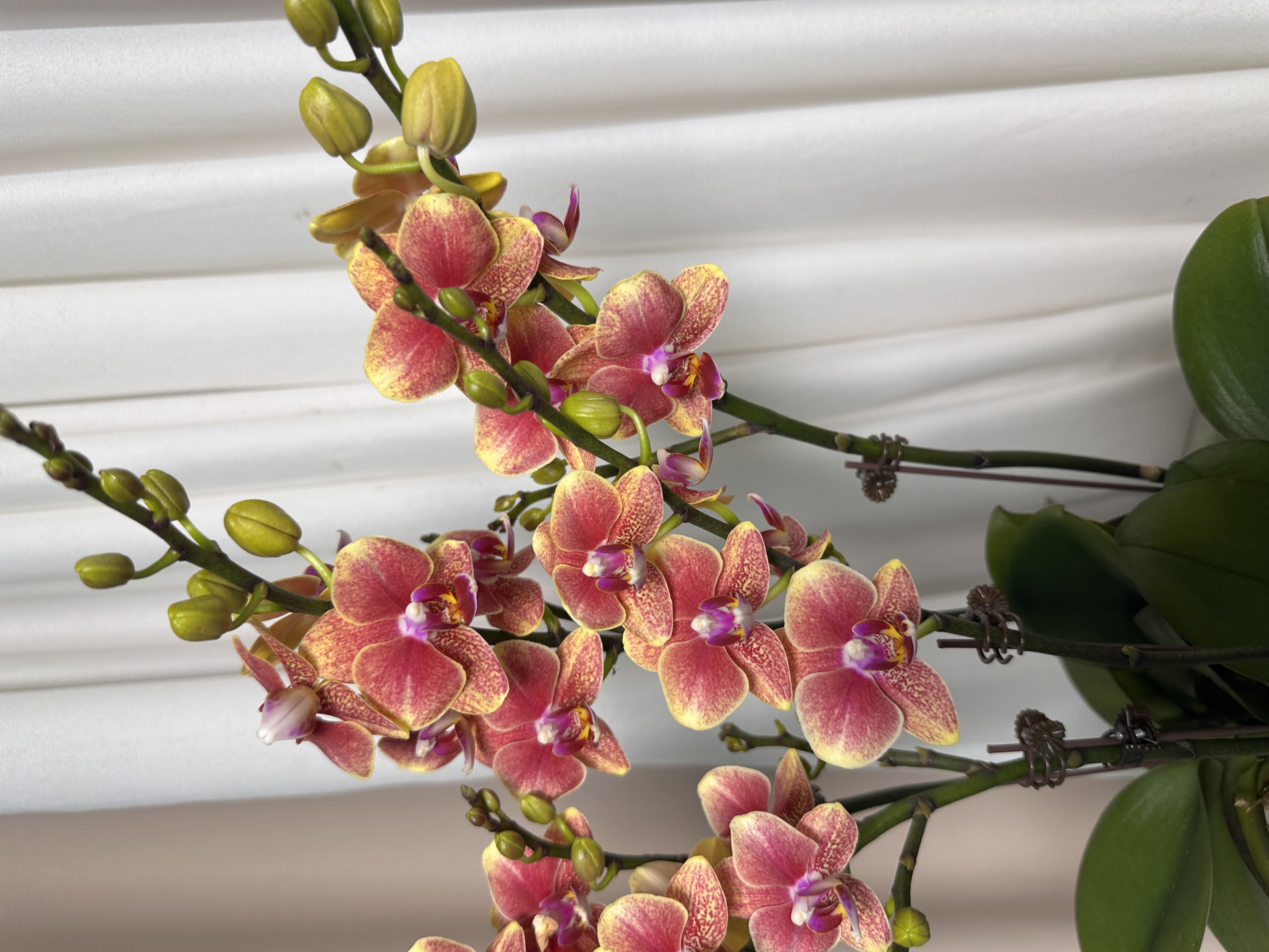 蝴蝶兰【金蝶聚宝盆】带花带花苞 室内花花 广州基地直发