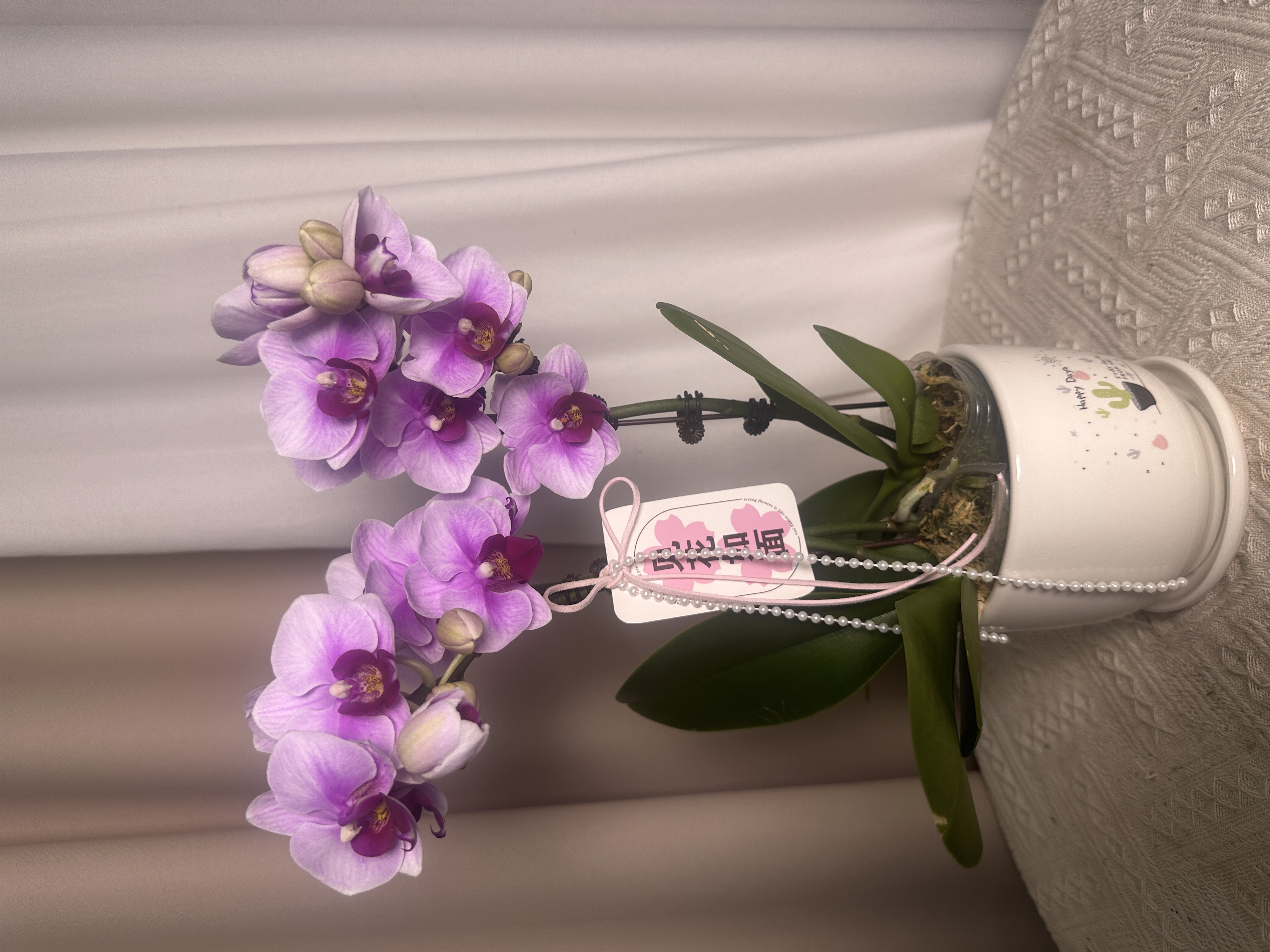 蝴蝶兰选美第二名【宝贝】 室内花花广州基地直发