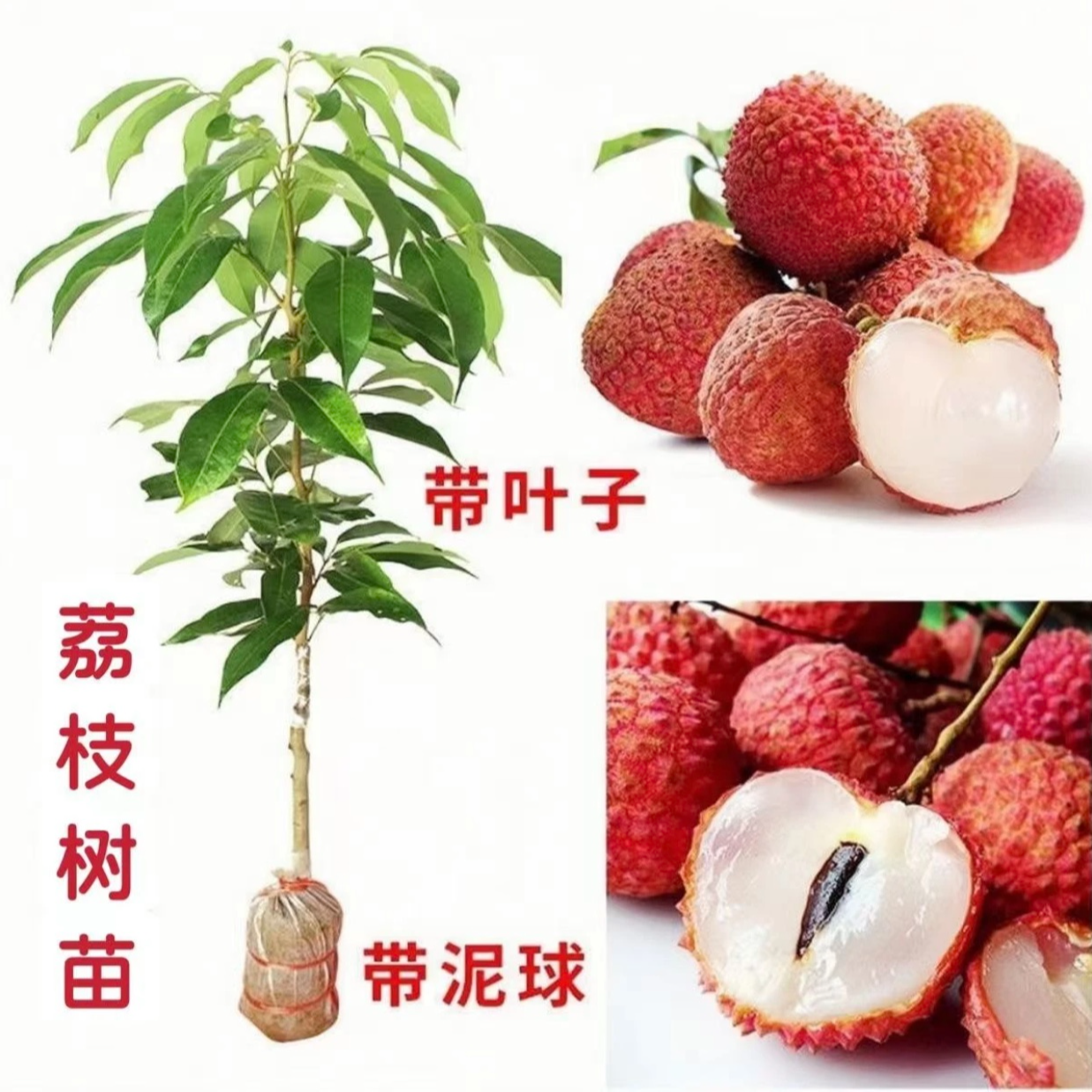 SMMIO/素蜜新品种冰荔枝仙进奉荔枝无核荔枝桂味品种带土带叶发货