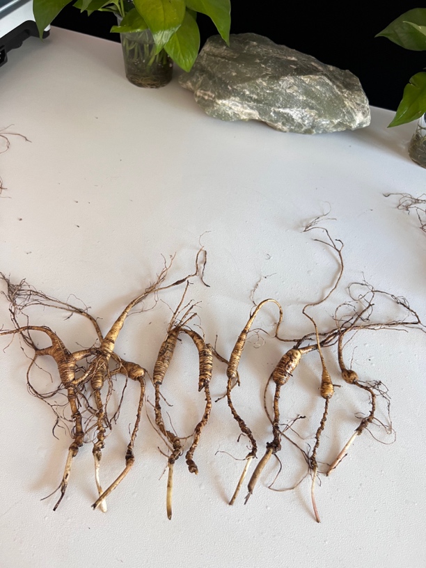 长白山人参（直播专用链接 切勿直接拍）