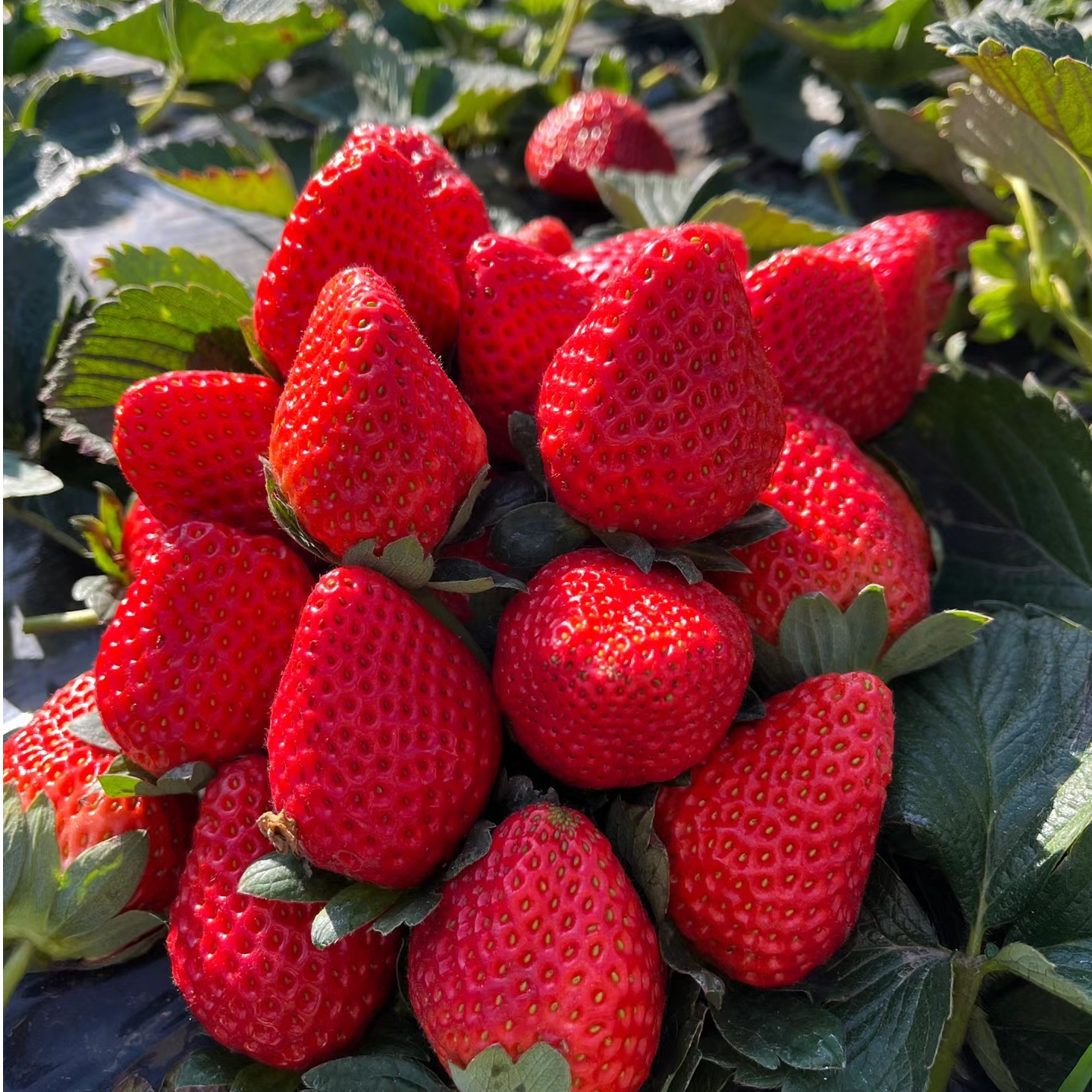 【顺丰包邮】四川大凉山露天奶油味草莓孕妇冬季水果非丹东99【弘阳】