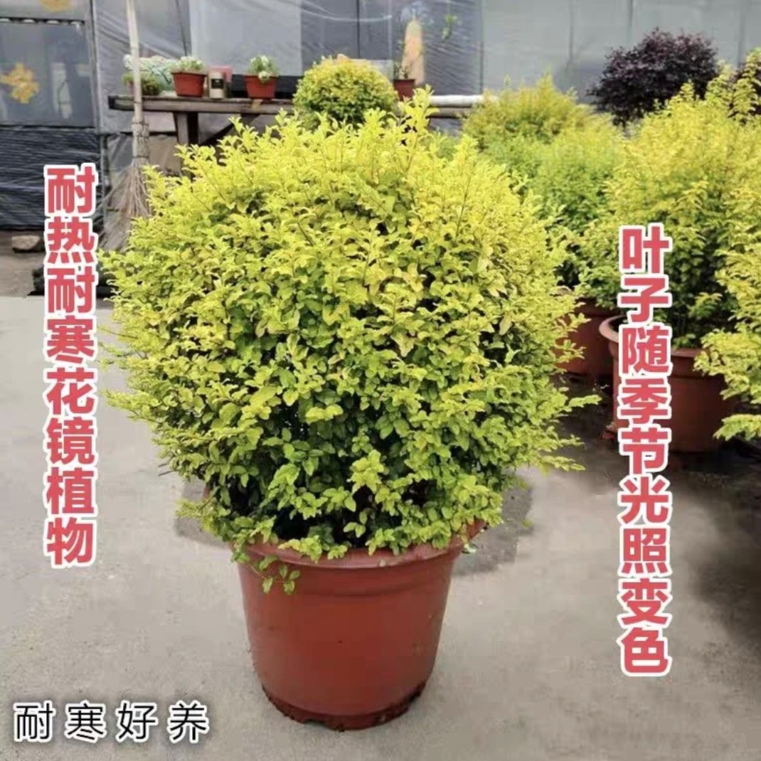 亮晶女贞落地球阳台庭院花境植物四季常青耐热耐寒亮金女贞