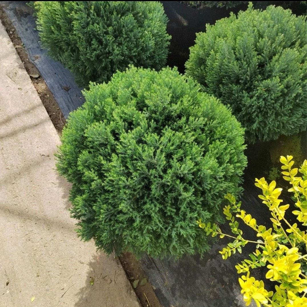 包邮皮球松盆栽阳台室外地栽多年花生镜植物柏耐寒耐热四季常绿松