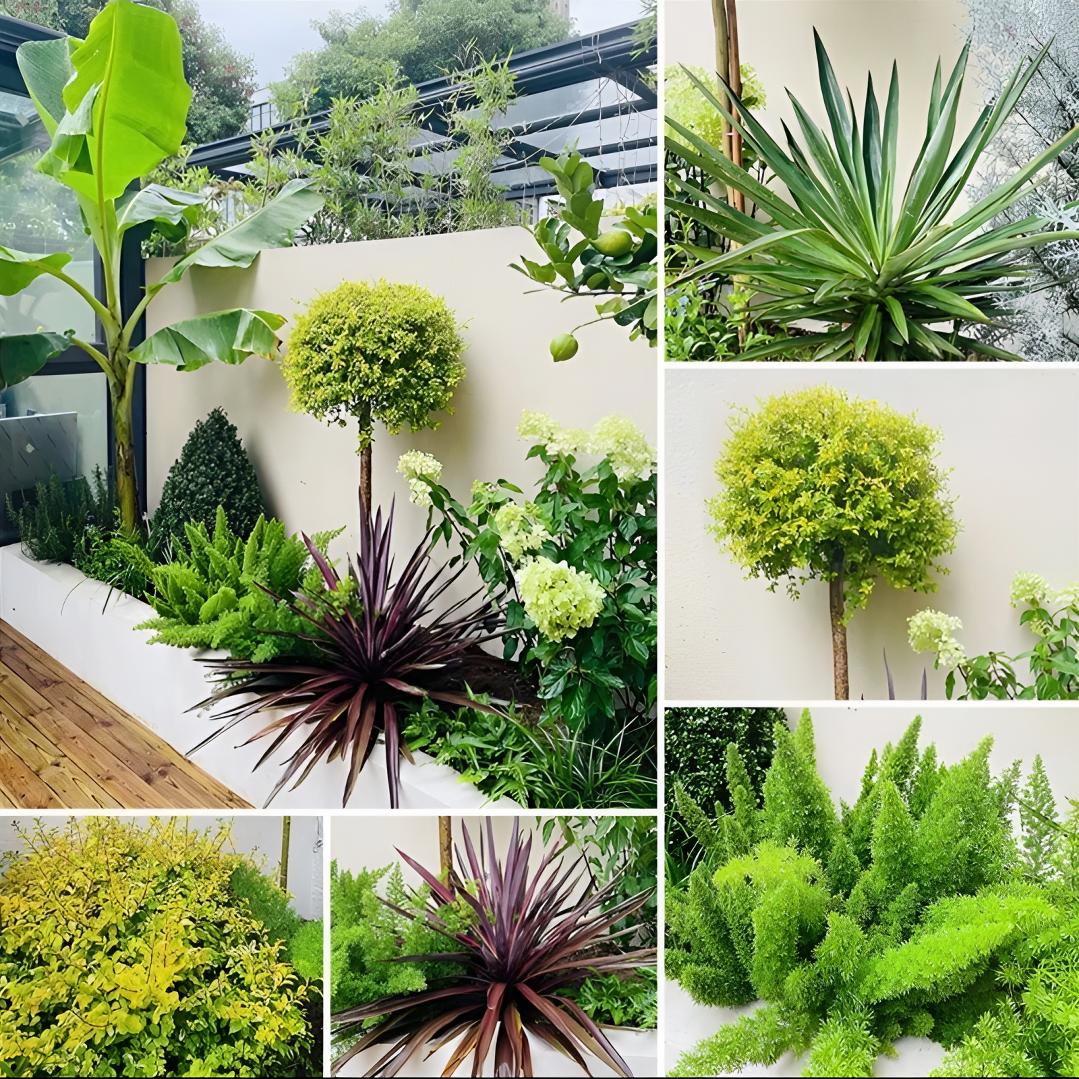 花镜直播间一物一拍专属链接一对一搭配绿植室内绿植绿植盆栽室内