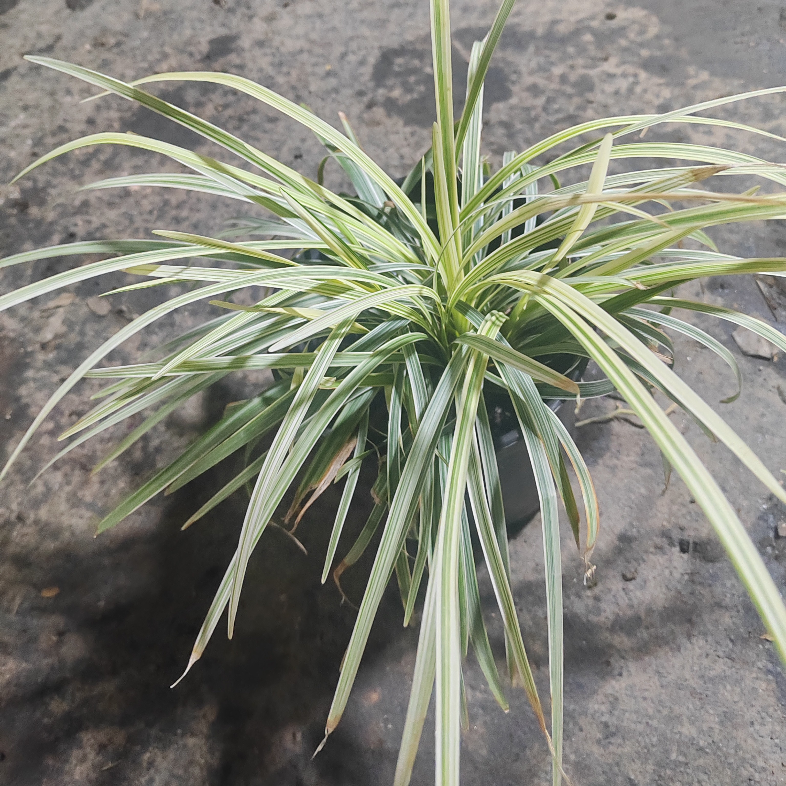 银边麦冬盆栽 庭院观赏草 花镜多年生耐阴耐寒耐晒常绿银白色植物