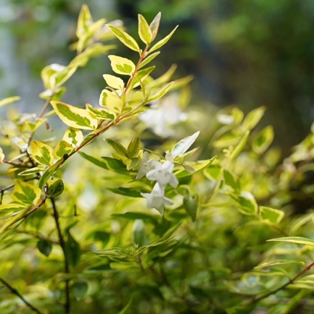 六道木盆栽金叶大苗露天灌木绿植观花植物地栽庭院阳台多年生包邮